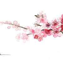 Cherry blossom art print watercolor painting by Joanna Szmerdt