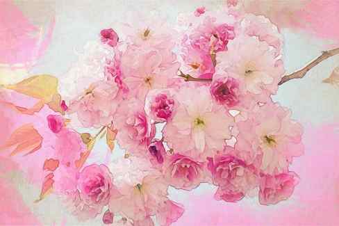 cherry blossom pink white pink