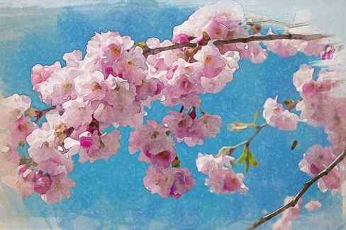 cherry blossom pink blue white