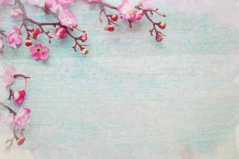 cherry blossom pink wooden blue