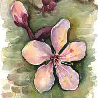 Cherry Blossom Watercolor by Olga Shvartsur