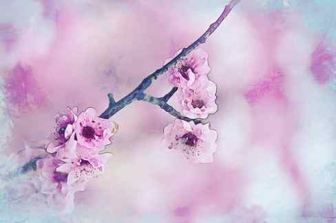 cherry blossom pink blue pink