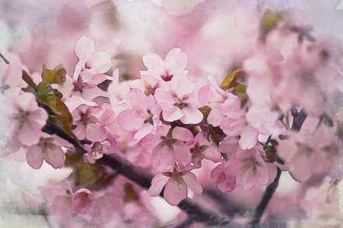 cherry blossom pink white green