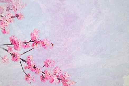 cherry blossom pink tree