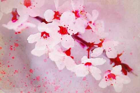 cherry blossom pink