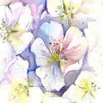 Cherry Blossoms Watercolor by Olga Shvartsur
