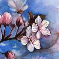 Cherry Blossoms by Olga Shvartsur