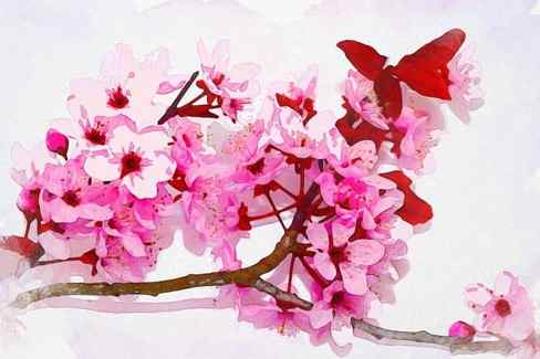 cherry blossom pink brown red