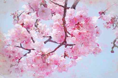 cherry blossom pink brunch