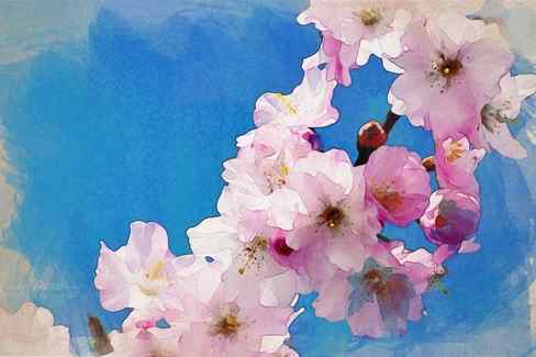 cherry blossom pink blue