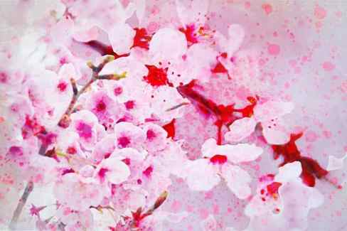 cherry blossom pink white