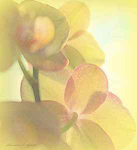 Wall Art - Painting - Phalaenopsis Orchid In Watercolor by Rosemarie E Seppala