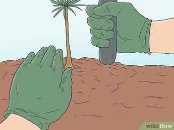 Step 8 Place the pine tree roots carefully at the bottom and cover with soil.