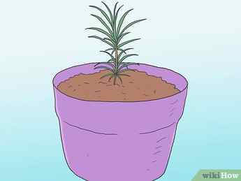 Step 2 Decide between using bare-root seedlings or seedlings grown in a container.