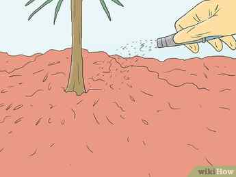 Step 2 Water as needed depending upon type of pine, weather conditions, and soil.