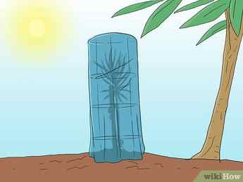 Step 10 Protect young pines from hot sun.