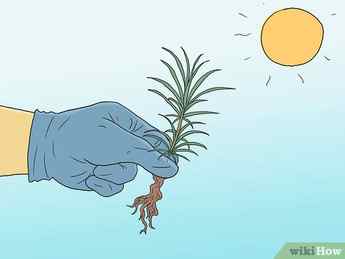 Step 4 Choose the right area to plant your pine tree.