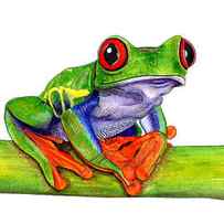 Red-eyed treefrog by Loren Dowding