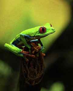Wall Art - Painting - Tree Frog by Dana Brett Munach