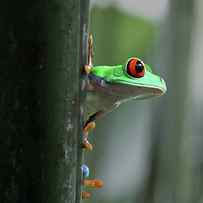 Red Eyed Tree Frog by Dana Brett Munach