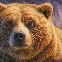 Grizzly Portrait by Phil Jaeger