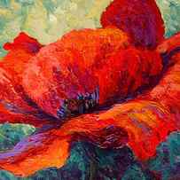 Red Poppy III by Marion Rose