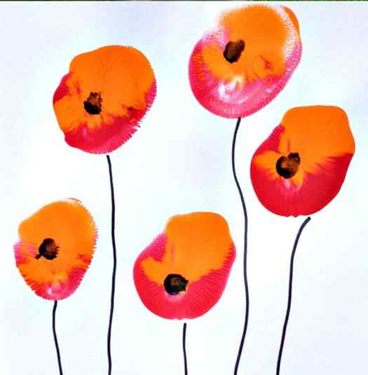 Image shows poppy flowers painted with balloons. Idea from Ruffles and rainboots.