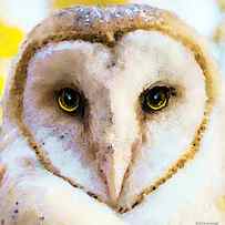 Owl Art - Soft Love by Sharon Cummings