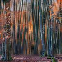 Enchanted Forest by Em-photographies
