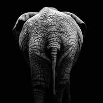 Portrait of Elephant in black and white II by Lukas Holas