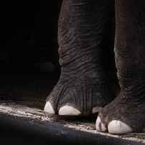 Elephant Toes by Bob Orsillo