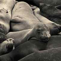Elephant Seals I Toned by David Gordon