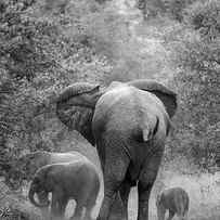 Family of elephants, South Africa by Delphimages Photo Creations