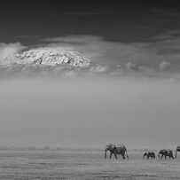 Elephant Family Under Mount Kilimanjaro by Yun Wang