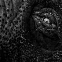 Eye of the Elephant by Bob Orsillo