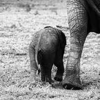 Mama And Baby Elephant Ii by Aledanda