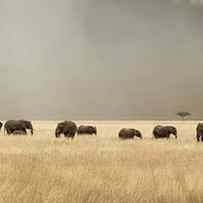 Stormy skies over the masai Mara with elephants and zebras by Jane Rix