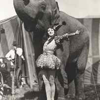 Circus Performer Posing With Elephant by Everett Collection