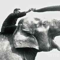 Man riding an elephant by Frederick William Bond