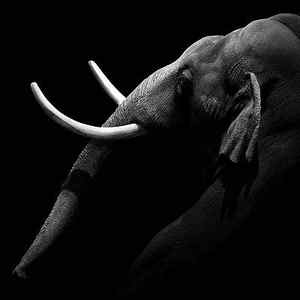 Wall Art - Photograph - Portrait of Elephant in black and white by Lukas Holas