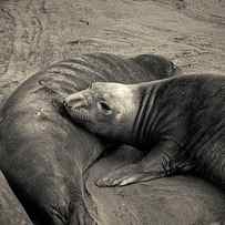 Elephant Seals IV Toned by David Gordon