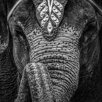 Circus Elephant by Bob Orsillo