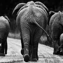Elephants in black and white by Johan Elzenga