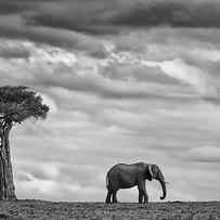 Elephant Landscape by Mario Moreno