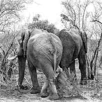 Elephants black and white by Jane Rix