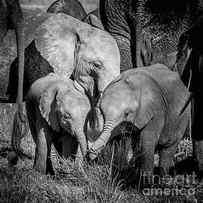 Black and white image of an African elephant family in Amboseli National Park, Kenya. by Jane Rix