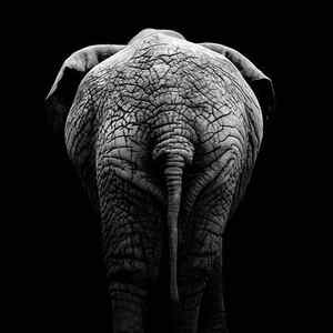 Wall Art - Photograph - Portrait of Elephant in black and white II by Lukas Holas