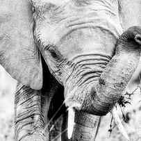 Elephant portrait in black and white by Jane Rix