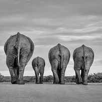 A Family Of Elephants Wanders by Cathy Withers-Clarke
