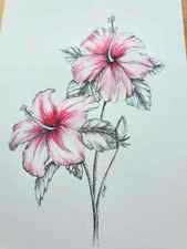 a hand painting washes of pink watercolor onto the petals of a hibiscus flower drawing